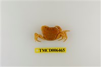 藏品(大里澤蟹)的圖片